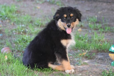Les chiots de Berger Australien