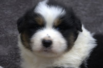 Les chiots de Berger Australien