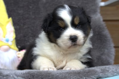 Les chiots de Berger Australien