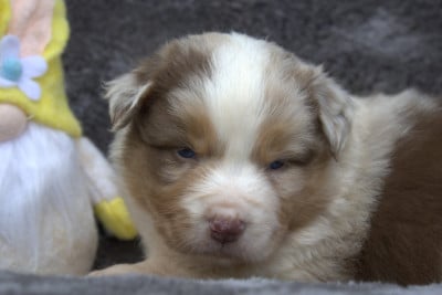 Les chiots de Berger Australien