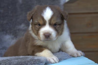 Les chiots de Berger Australien