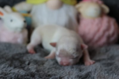 Les chiots de Chihuahua