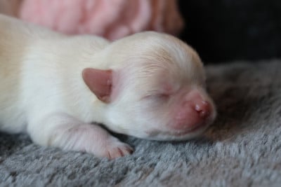 Les chiots de Chihuahua