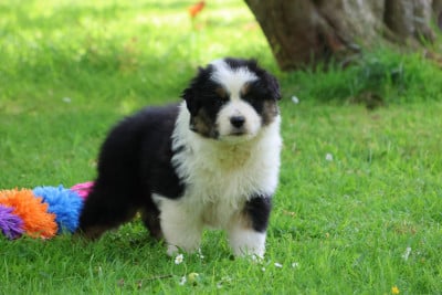 Les chiots de Berger Australien