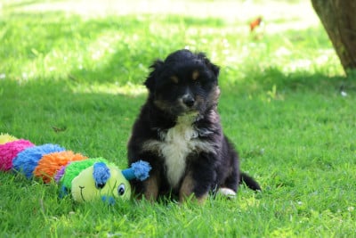 Les chiots de Berger Australien