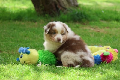 Les chiots de Berger Australien