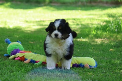 Les chiots de Berger Australien