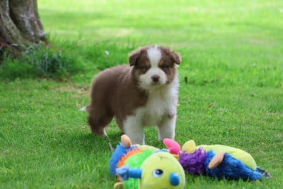 Les chiots de Berger Australien