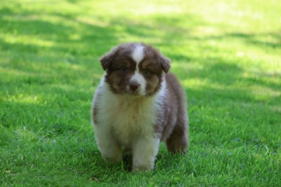 Les chiots de Berger Australien