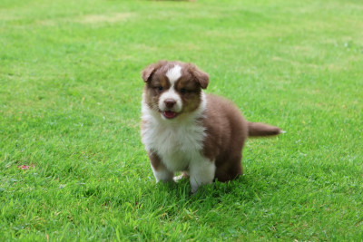 Les chiots de Berger Australien