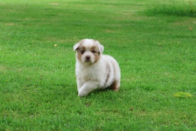 Les chiots de Berger Australien