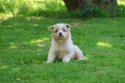 Les chiots de Berger Australien