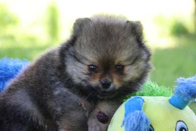 Les chiots de Spitz allemand