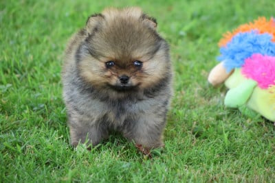 Les chiots de Spitz allemand