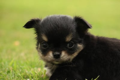 Les chiots de Chihuahua
