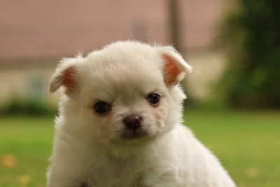 Les chiots de Chihuahua