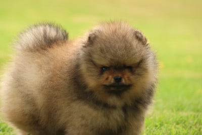 Les chiots de Spitz allemand