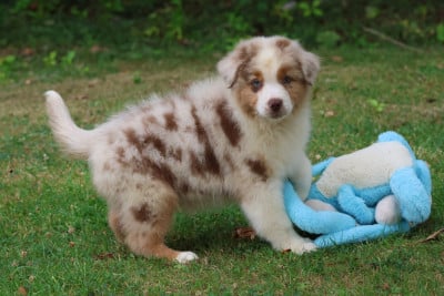 Les chiots de Berger Australien