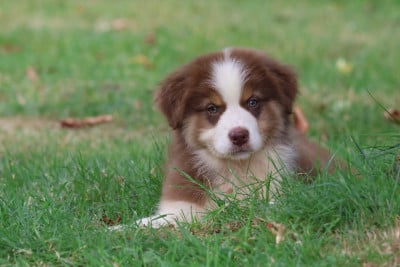Les chiots de Berger Australien