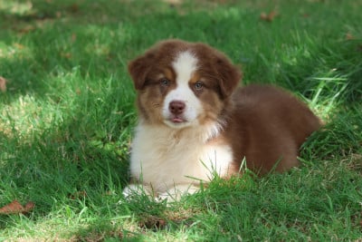 Les chiots de Berger Australien