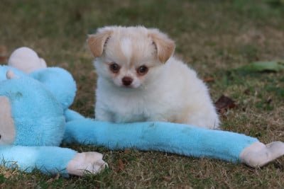 Les chiots de Chihuahua