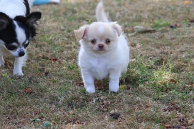 Les chiots de Chihuahua