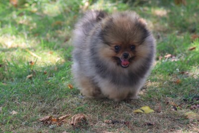 Les chiots de Spitz allemand