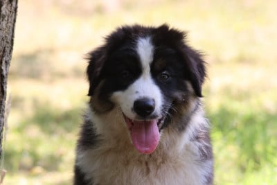 Les chiots de Berger Australien