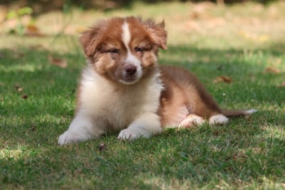 Les chiots de Berger Australien