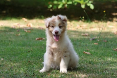 Les chiots de Berger Australien