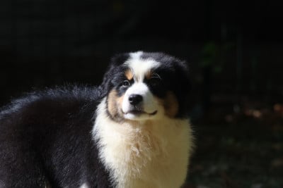 Les chiots de Berger Australien