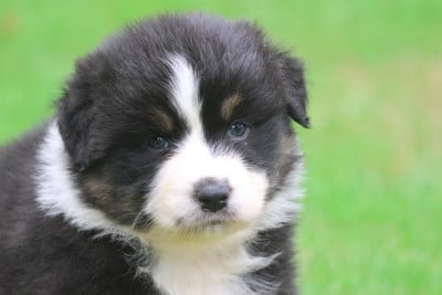Les chiots de Berger Australien