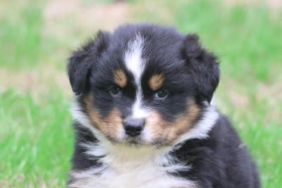 Les chiots de Berger Australien