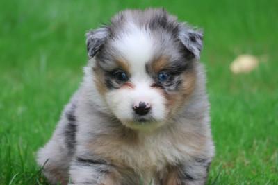 Les chiots de Berger Australien
