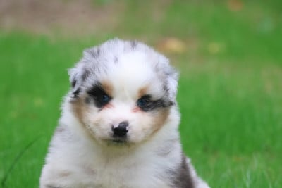 Les chiots de Berger Australien
