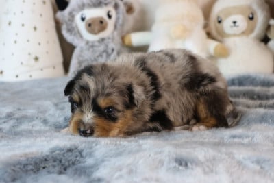 Les chiots de Berger Australien