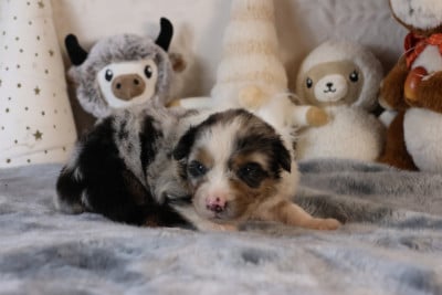 Les chiots de Berger Australien