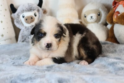 Les chiots de Berger Australien