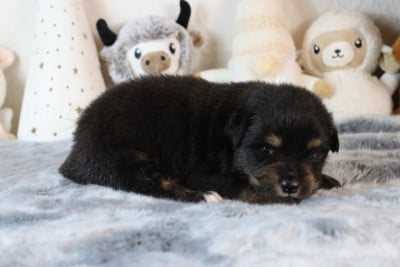 Les chiots de Berger Australien