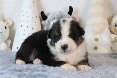 Les chiots de Berger Australien