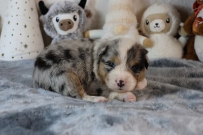 Les chiots de Berger Australien
