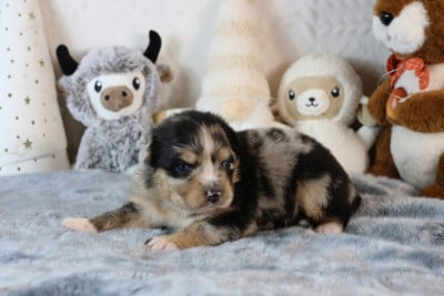 Les chiots de Berger Australien