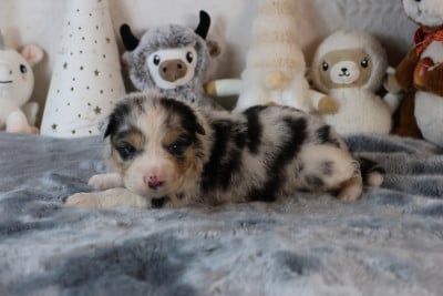 Les chiots de Berger Australien