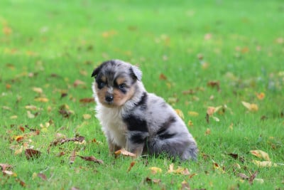 Les chiots de Berger Australien