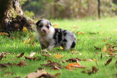 Les chiots de Berger Australien