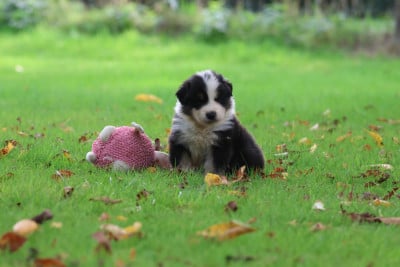 Les chiots de Berger Australien