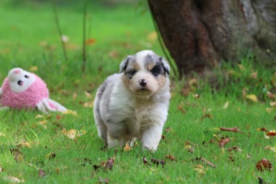 Les chiots de Berger Australien