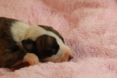 Les chiots de Whippet