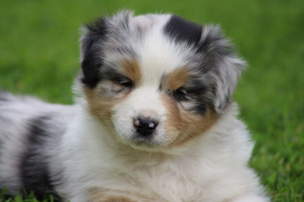 TANGERINE DREAM "POP"S" des gardiens d'hadès