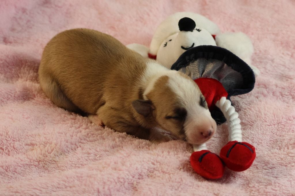 Whippet - des Gardiens d'Hadès